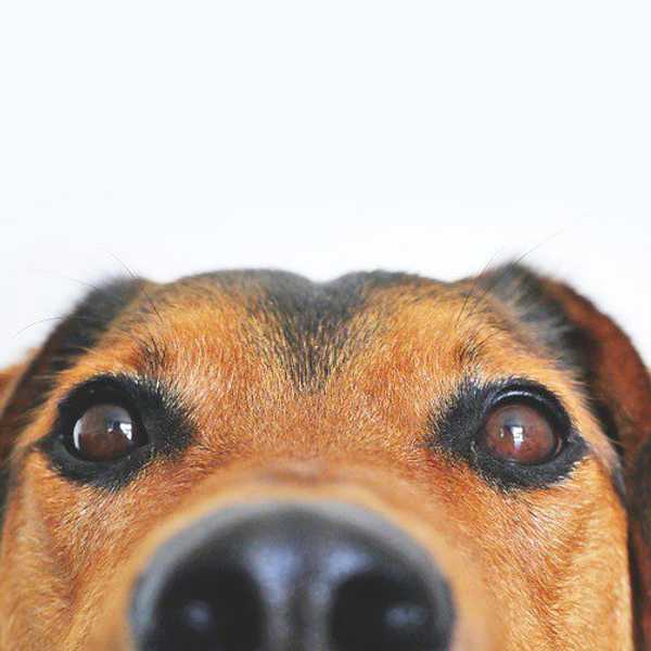 The 11 Stages Of Dog Withdrawal