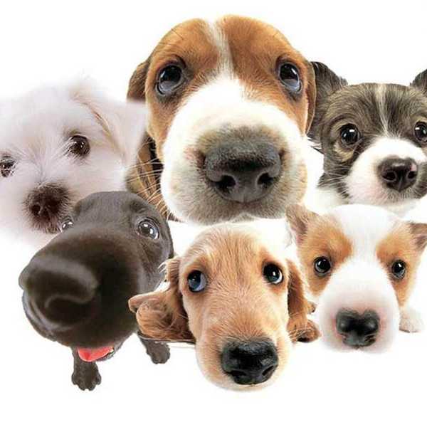 11 Signs You Have Obsessive Dog Disorder