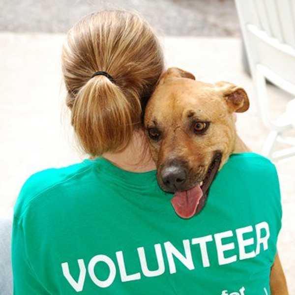 Five Things You Know to Be True When You Volunteer at an Animal Shelter