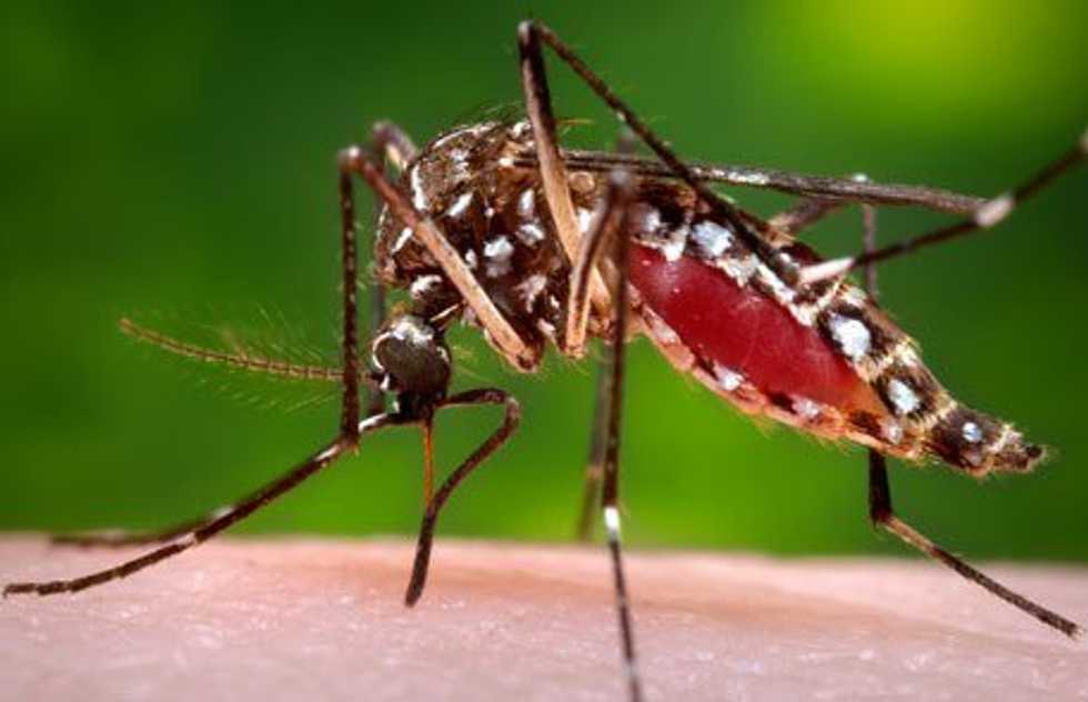 Zika Virus Looms Over America