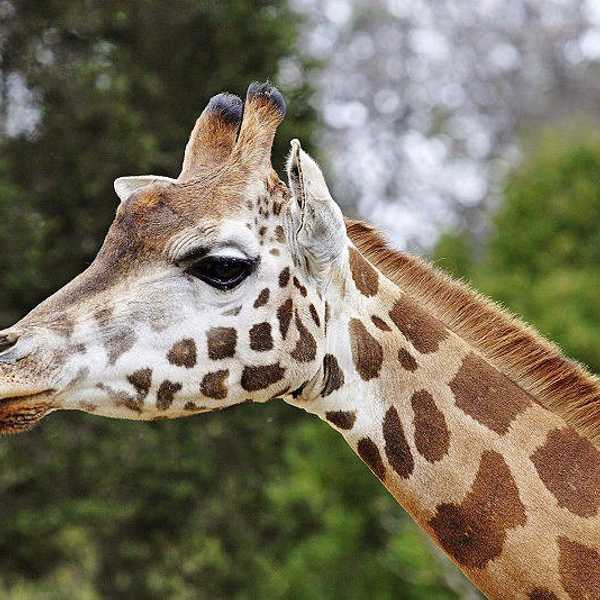 How Interning At A Zoo Changed My Opinion On Animal Captivity