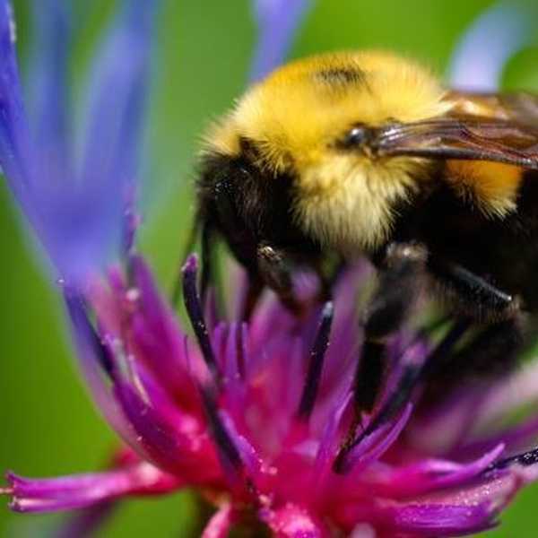 Black And Yellow (Black And Yellow): 8 Bizzare Facts About Bees