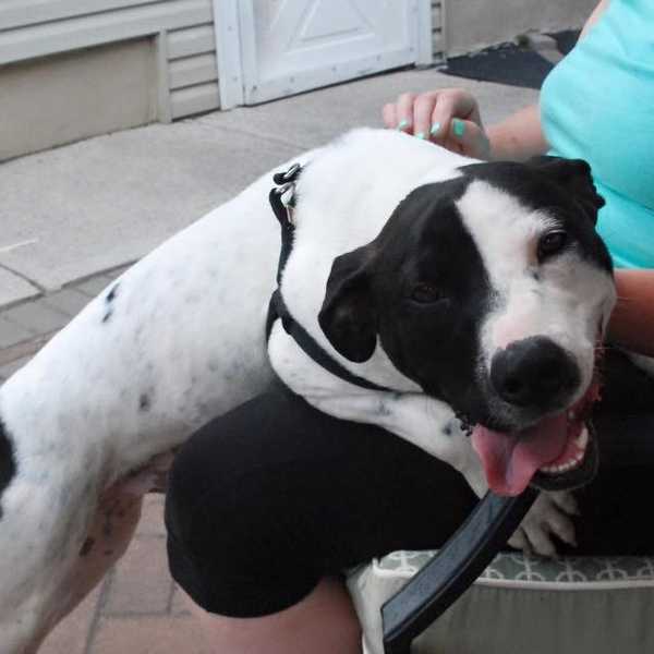 Poor Paws Rescue Comes To The Rescue