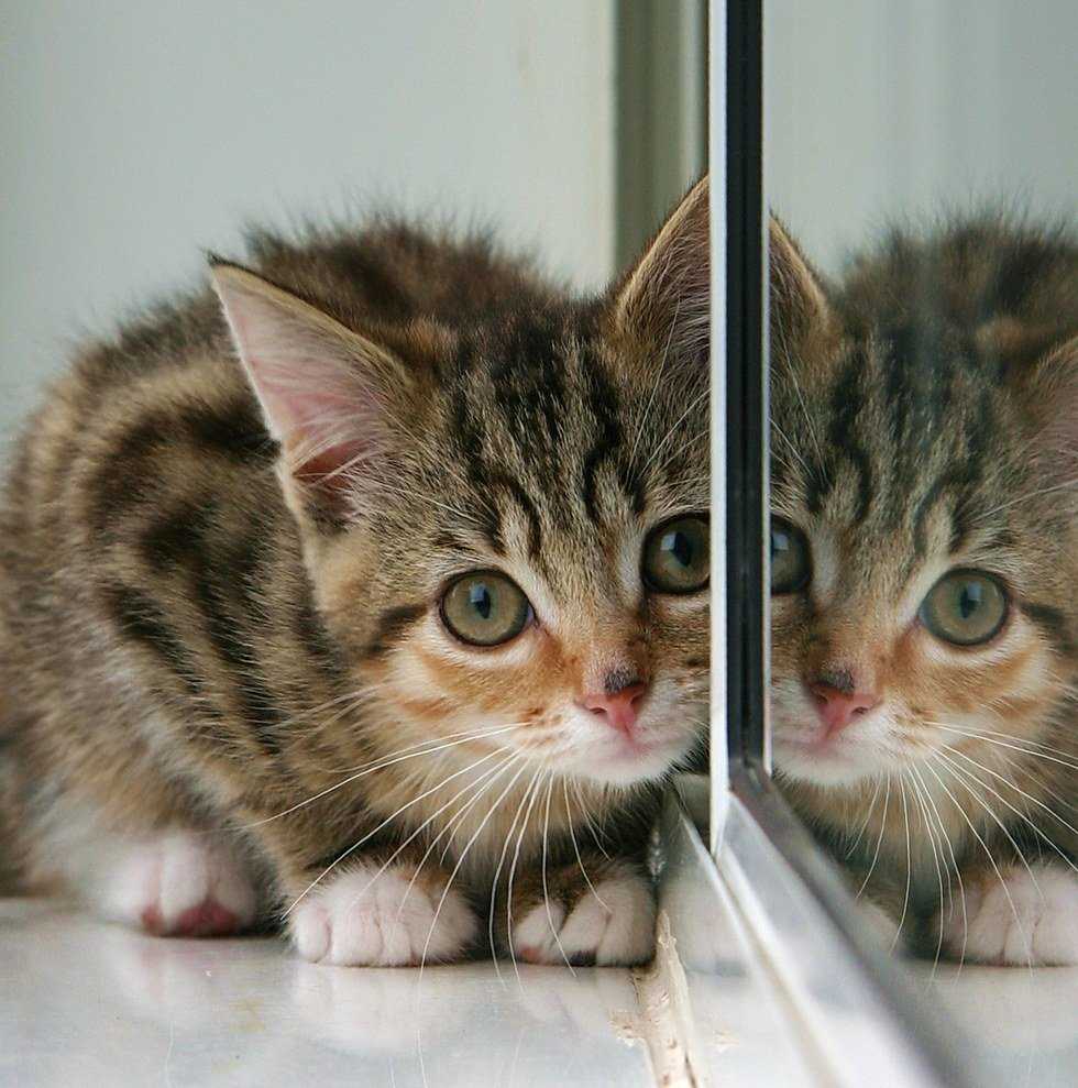 The Power Of Mirrors