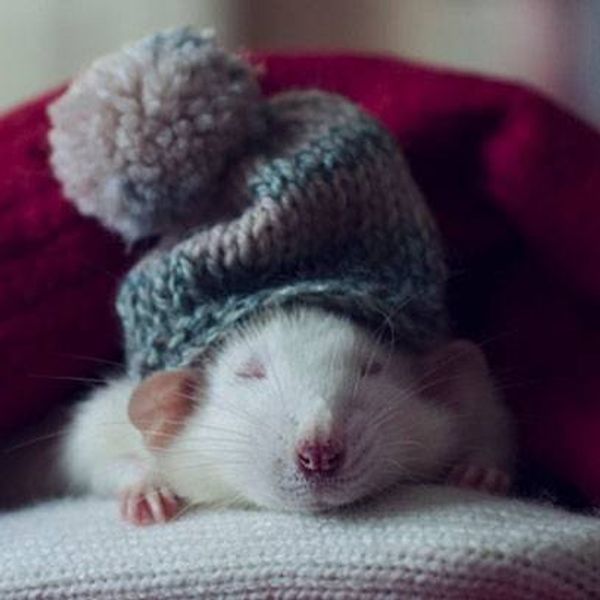 11 Reasons Why You Should Love Rats