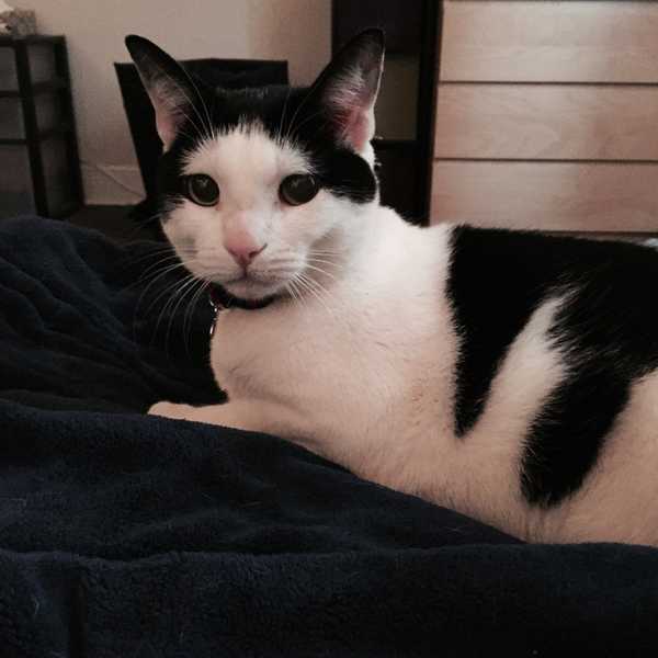 A Thank You Letter To My Cat