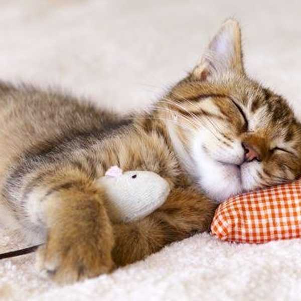 6 Reasons Why You Should Take A Nap Right Now