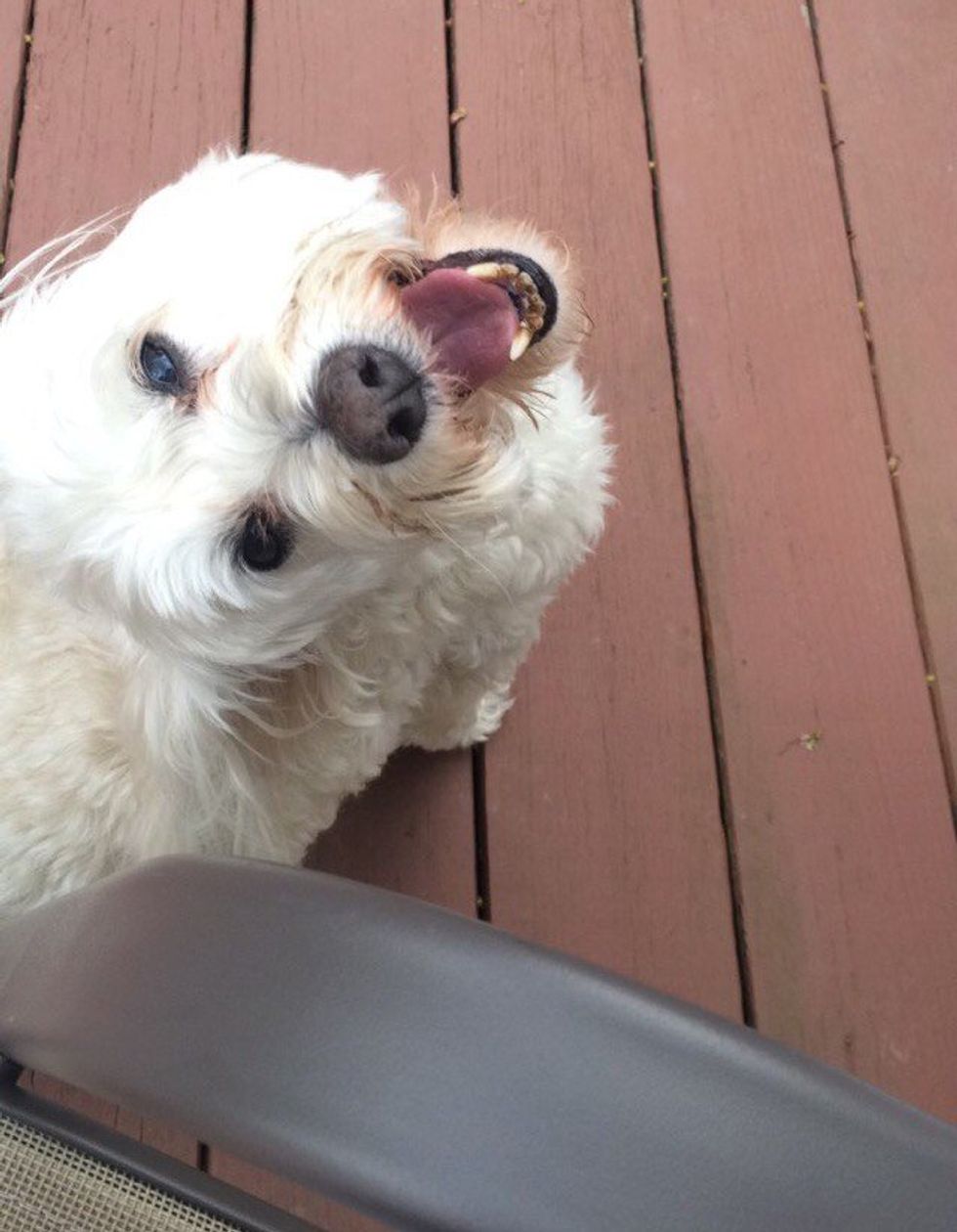 20 Reasons Why Dogs Are The Best Creation