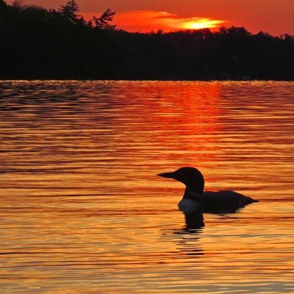 The Beloved Boundary Waters And The Battle Against Pollution