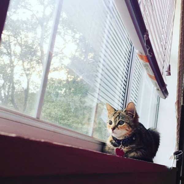 8 Reasons Your Cat Is Actually Your Child
