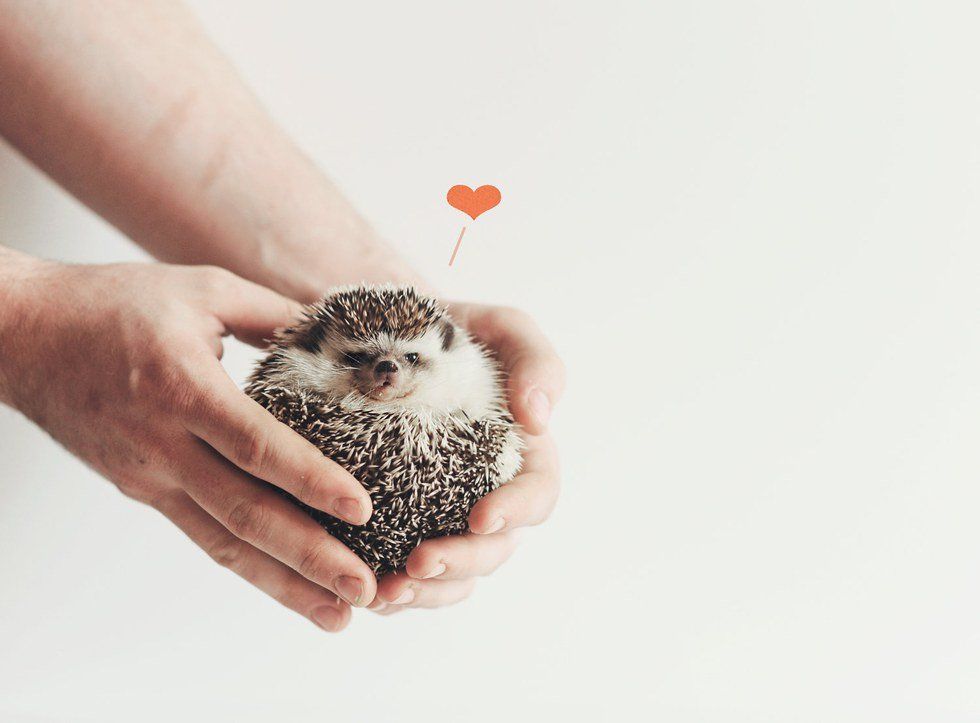 10 Reasons Everyone Needs A Hedgehog In Their Life