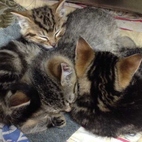 The Things College Students Miss Most About Their Pets