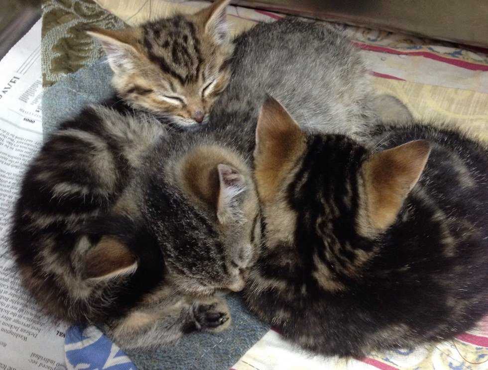 The Things College Students Miss Most About Their Pets