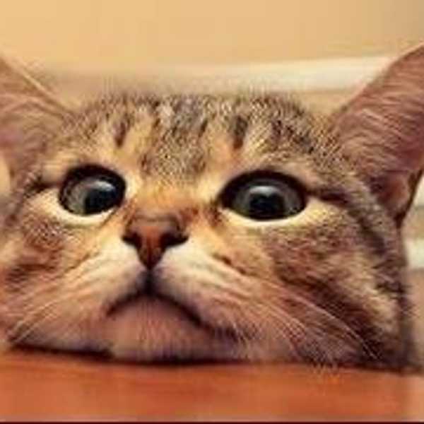 Cat Hacks: How To Meownderstand Your Cat