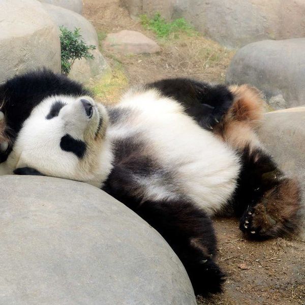 A Thank You Letter To Naps