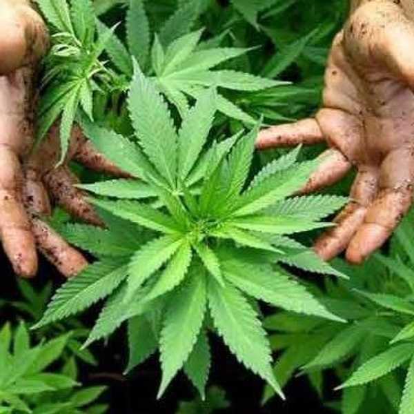How Cannabis Can Help You In Multiple Ways