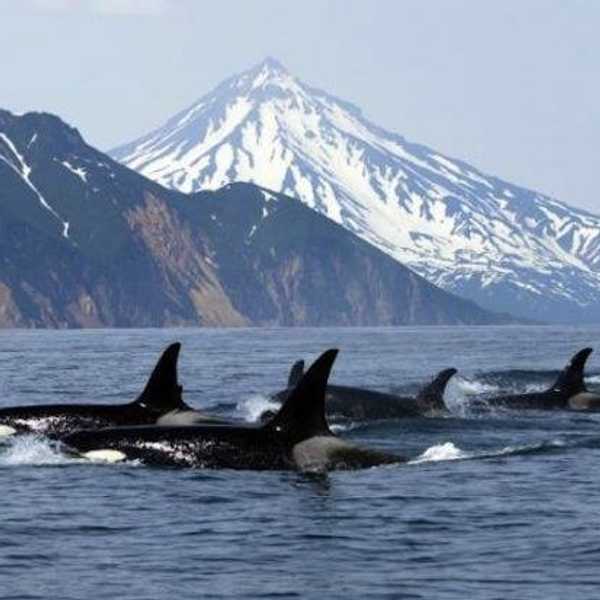 Free World Not Sea World