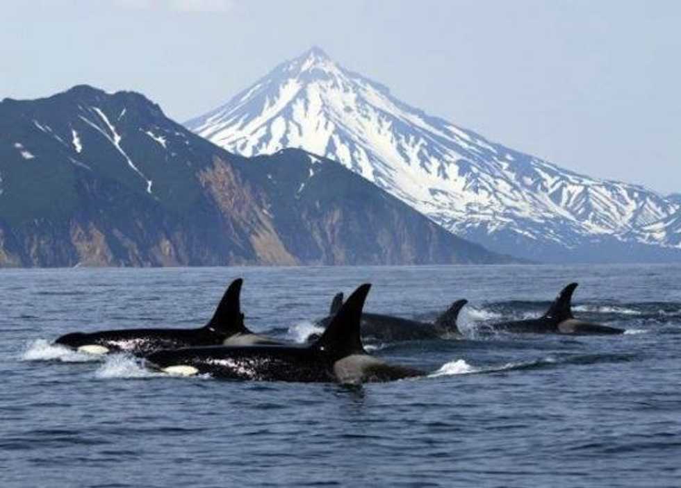 Free World Not Sea World