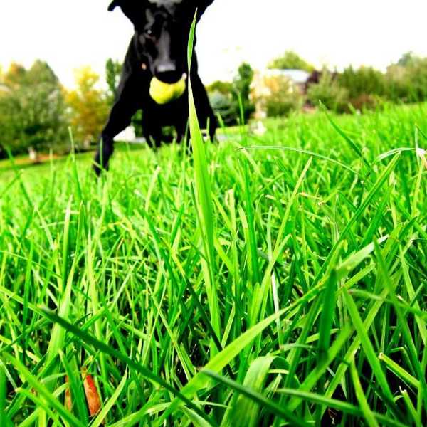 20 Signs You Are A Little Too Obsessed With Your Dog