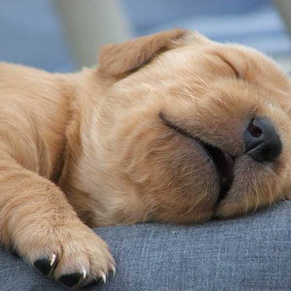 The Thing About Naps
