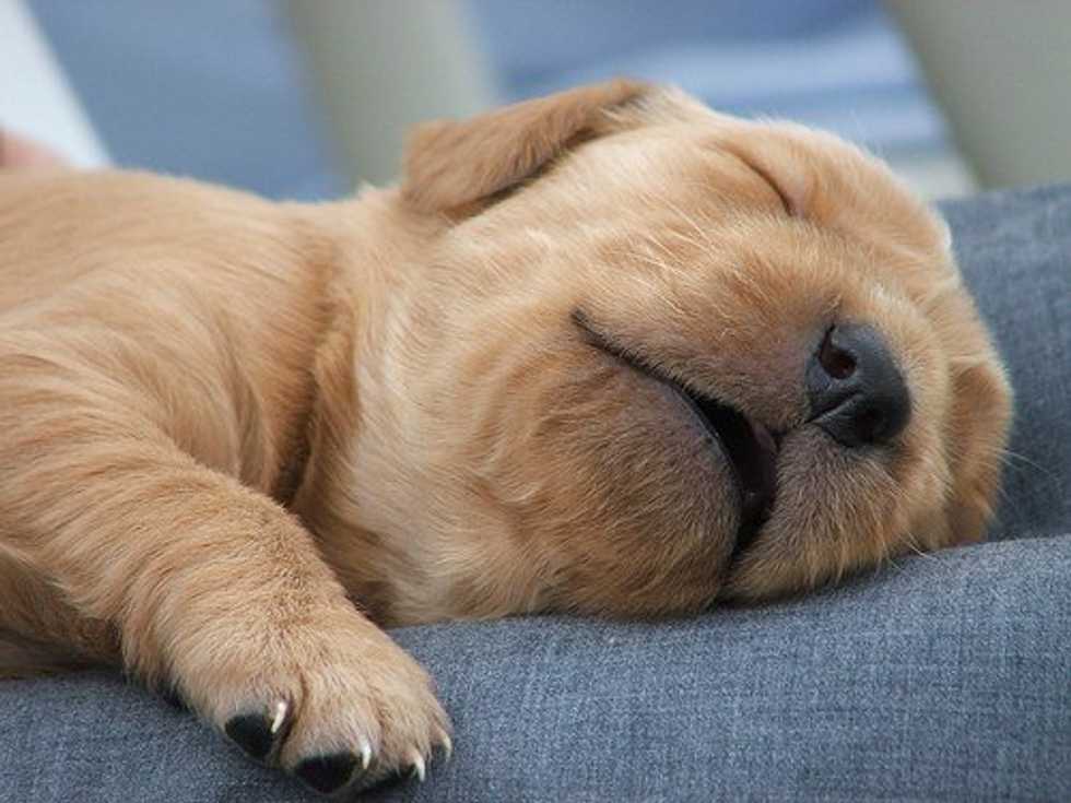 The Thing About Naps