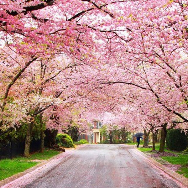 Life Is Like A Cherry Blossom Tree