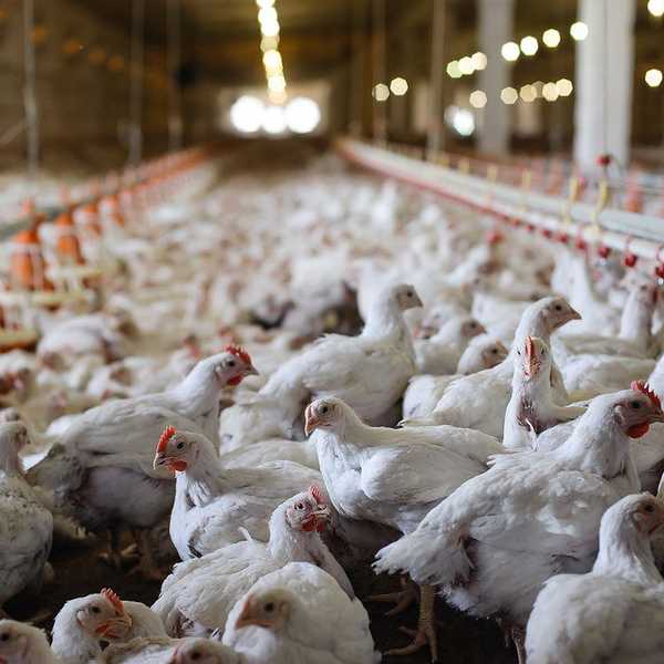 Why I Became A Vegetarian