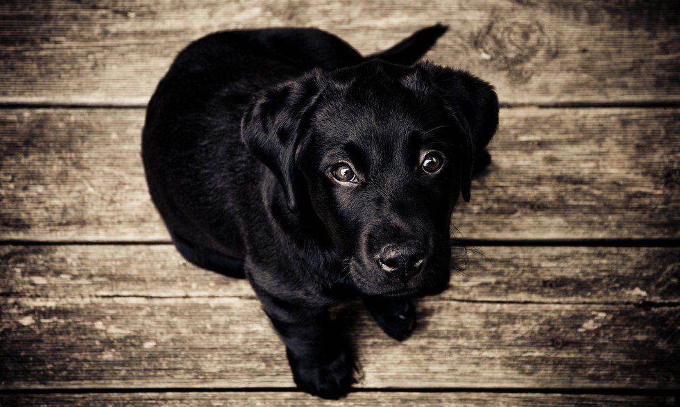 The Trouble With Black Dog Syndrome