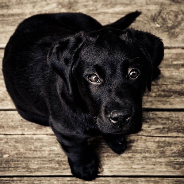 The Trouble With Black Dog Syndrome