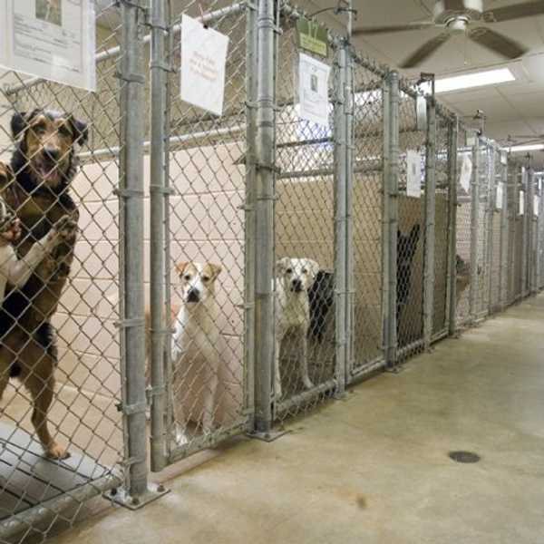 Adopt, Don't Shop