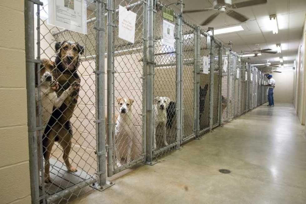 Adopt, Don't Shop
