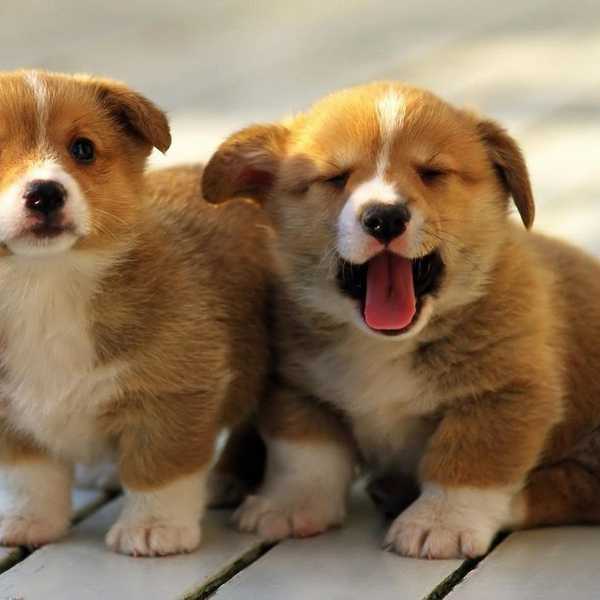 6 Life Lessons Owning A Dog Teaches You