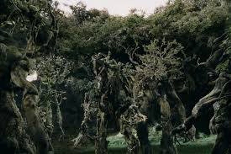 Ents: Tolkeins Tree Giants