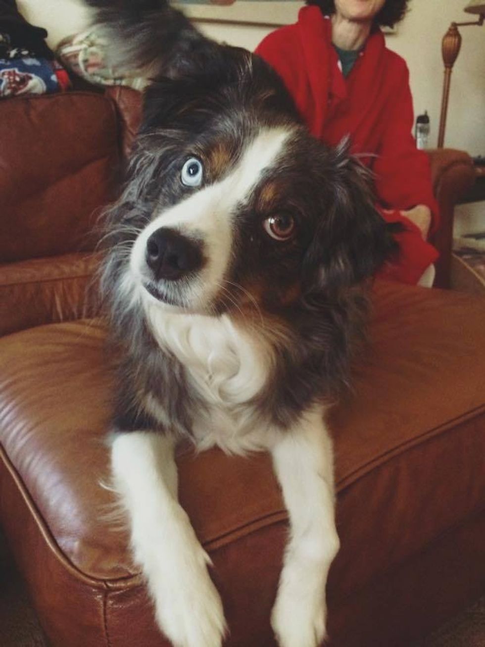 A Letter To My Puppy While I'm Away At College