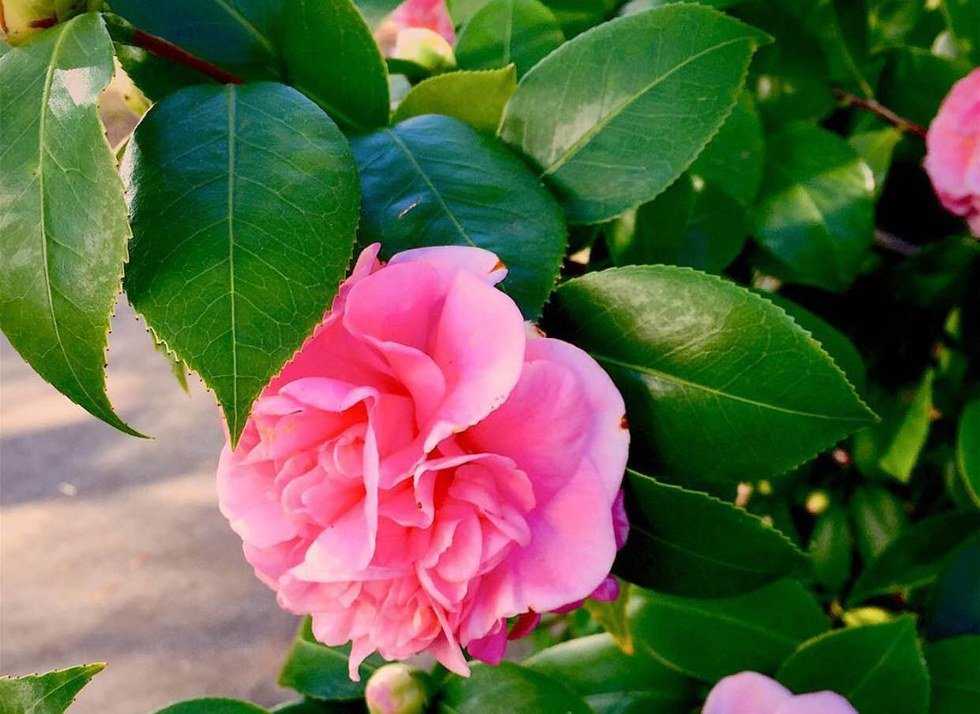 Everyone's A Photographer