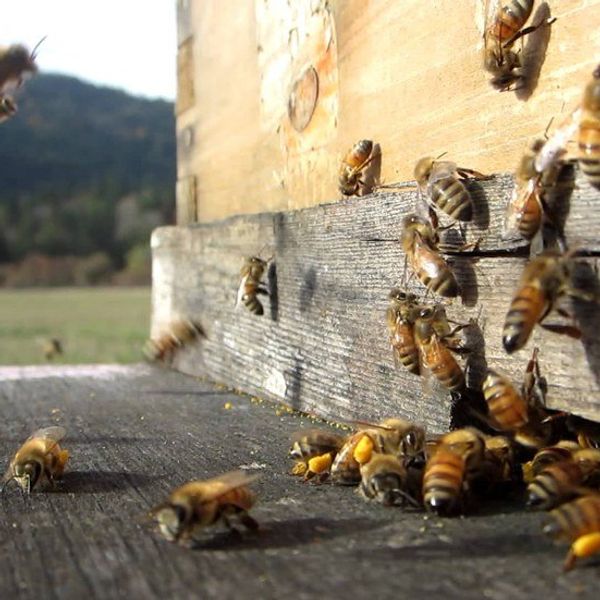 No Honey, Mo' Problems