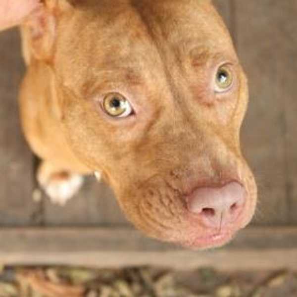 How Visiting Animal Shelters Can Change Your Life