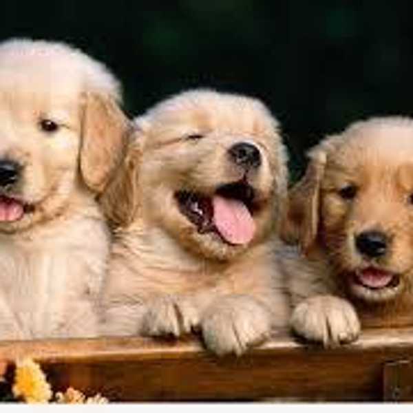 A Simple Guide For Any College Student Who Wants To Own A Puppy