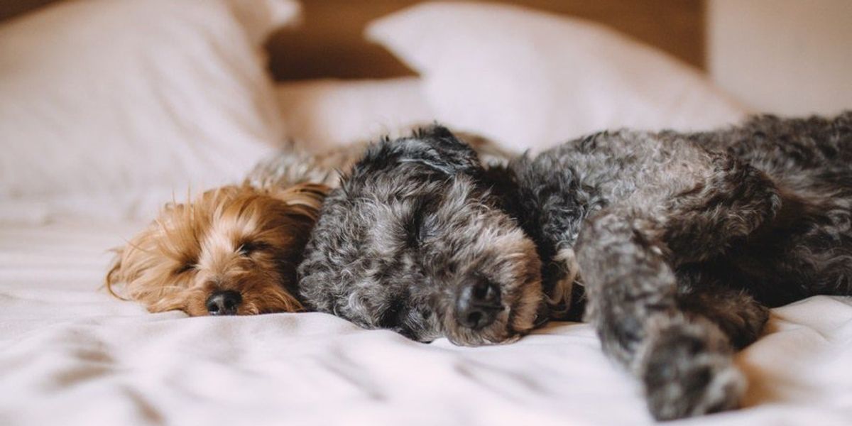 7 Signs That You're A Professional Napper | The Odyssey Online