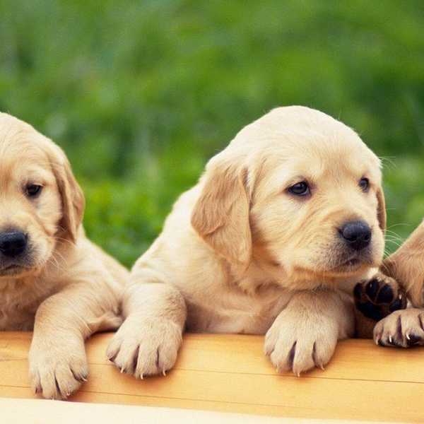 20 Puppy Gifs To Help You Make It Through The Week