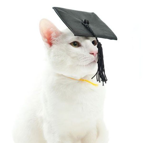 How The End Of Senior Year Feels In Cat Gifs