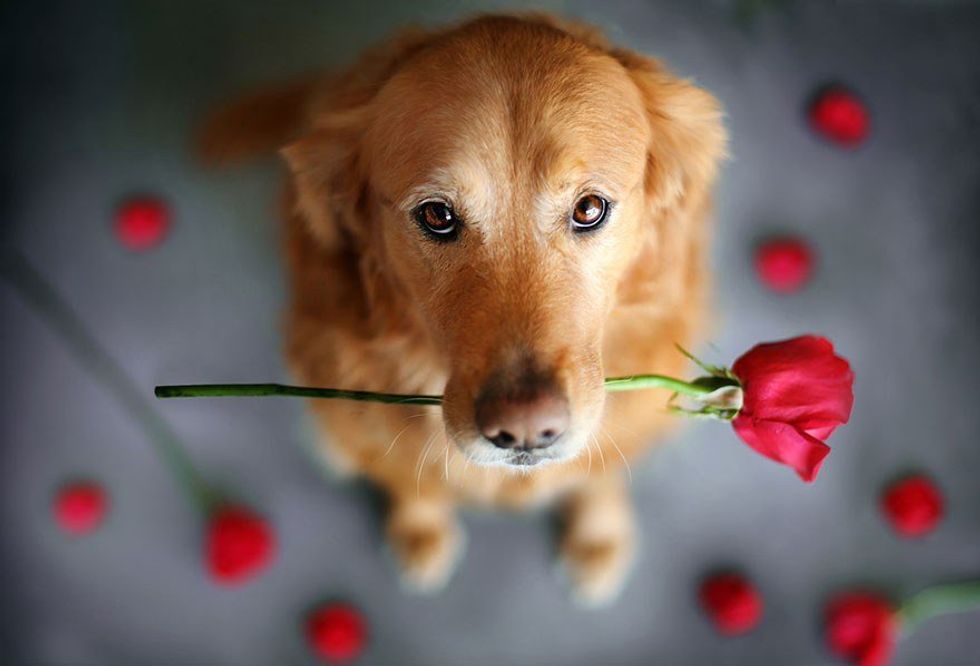 7 Reasons Golden Retrievers Are Better Than Humans