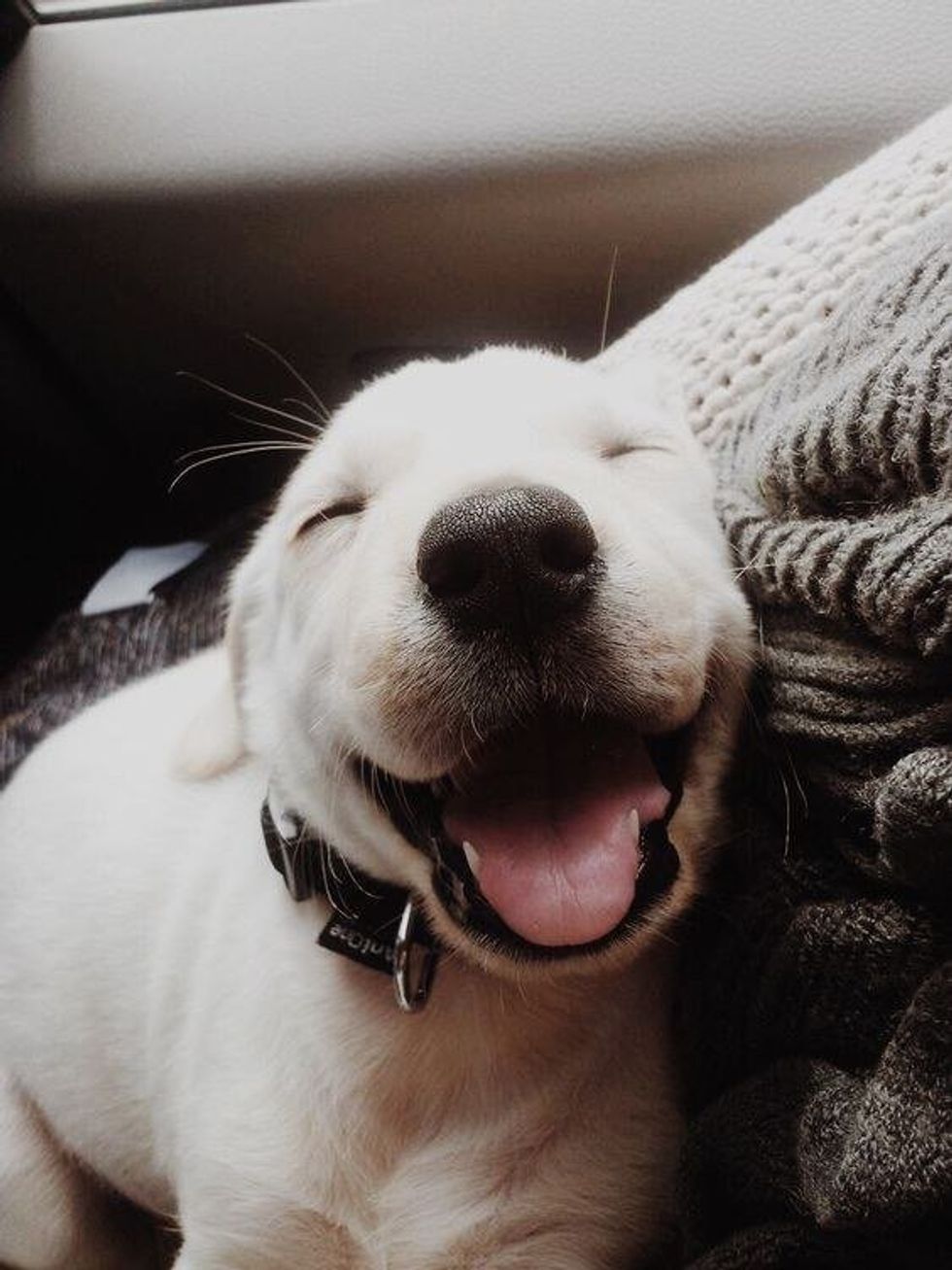 12 Reasons Why Dogs Are Awesome