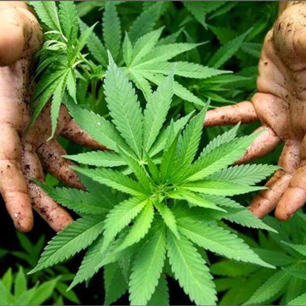 Cannabis And The Law