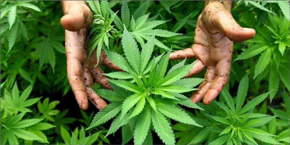 Cannabis And The Law