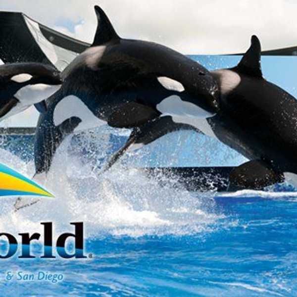 SeaWorld Is Doing What It Should've Done A Long Time Ago