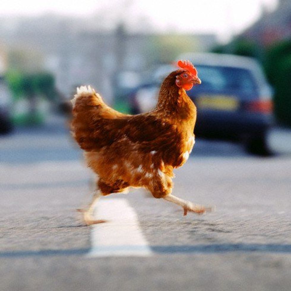 Why Did the Chicken Really Cross the Road?