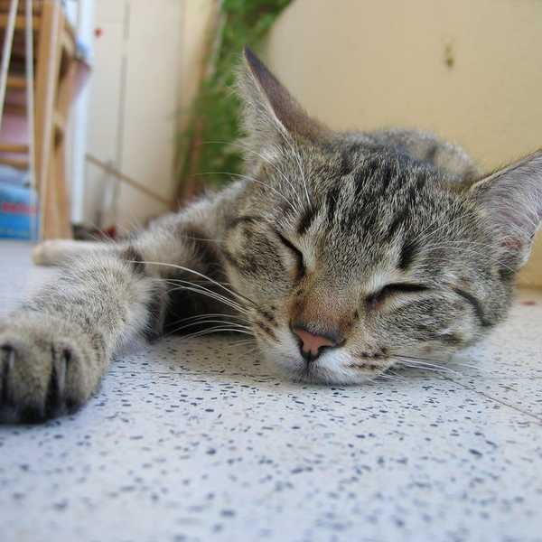 15 Reasons Why Cats Are Better Than Dogs