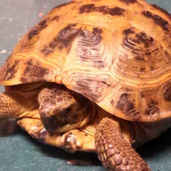 What Happens When You Bring A Tortoise To College