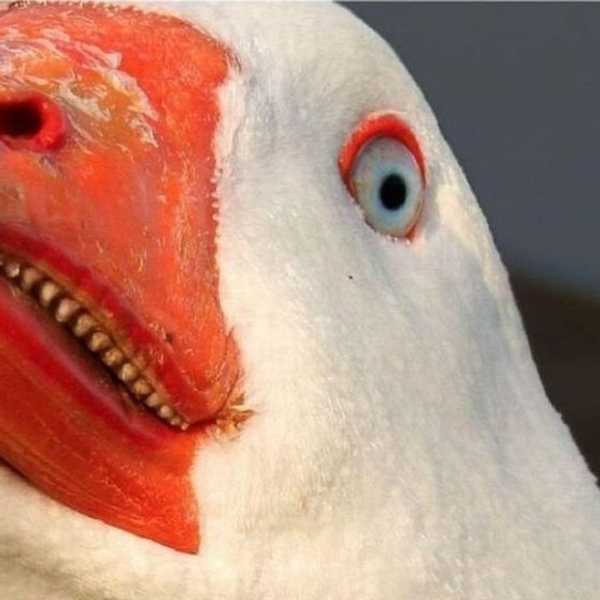It's OK To Be Afraid Of Geese